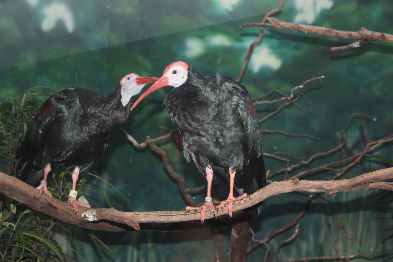 Aquatic Bird House- Southern Bald Ibises