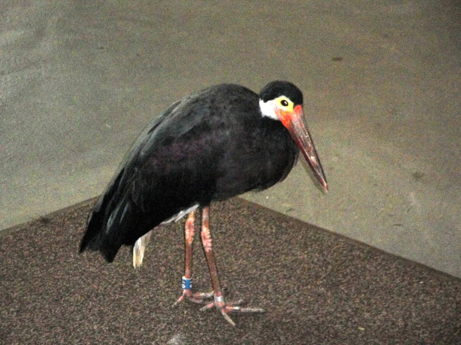 Aquatic Bird House - Storm's Stork