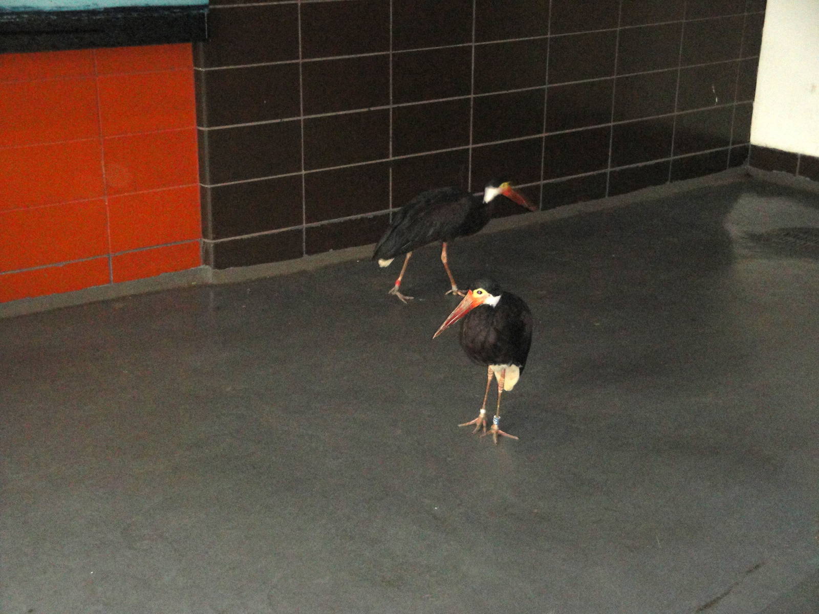 Aquatic Bird House - Storm's Stork