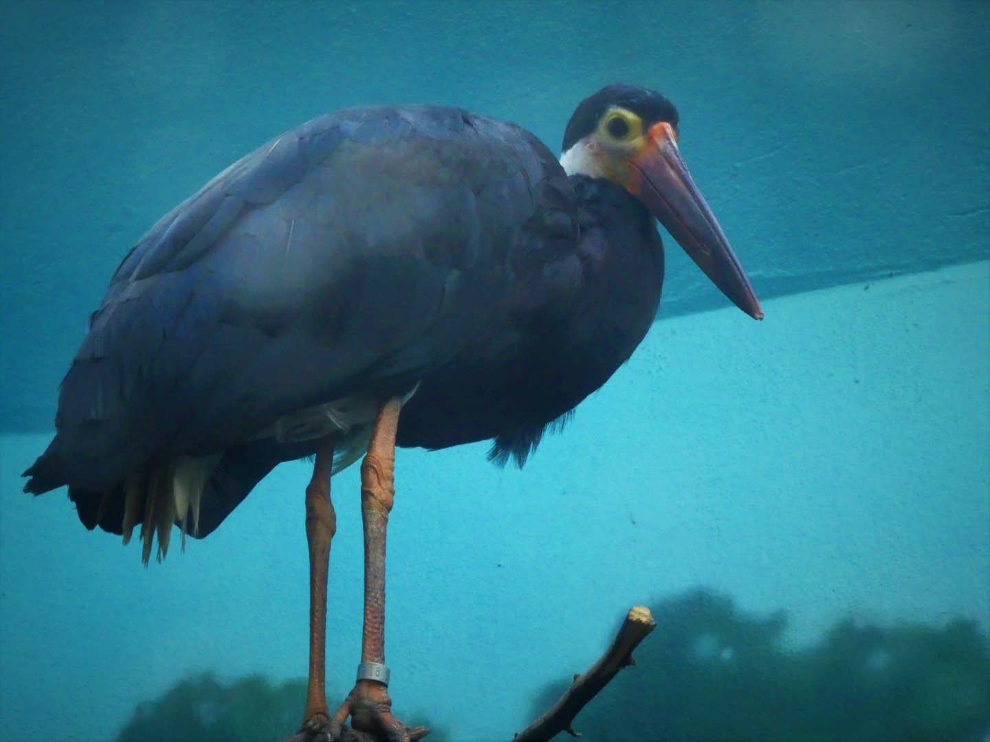 Aquatic Bird House - Storm's Stork