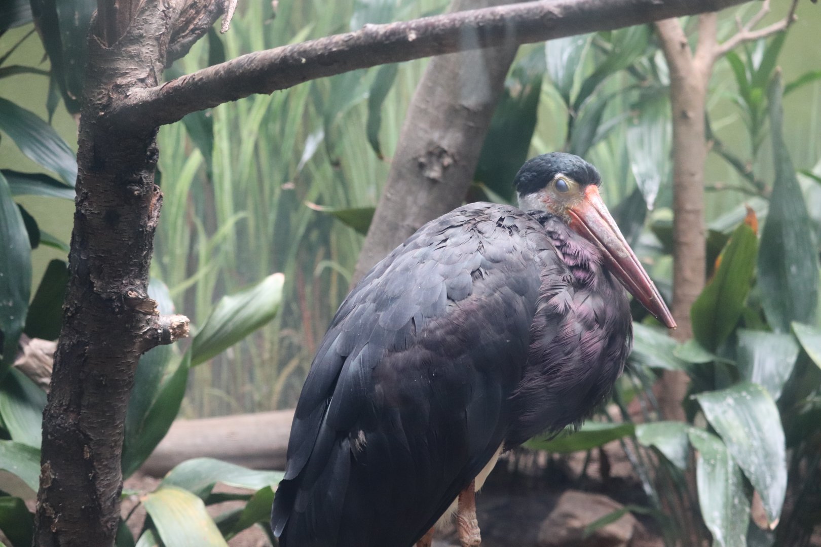 Aquatic Bird House - Storm's Stork