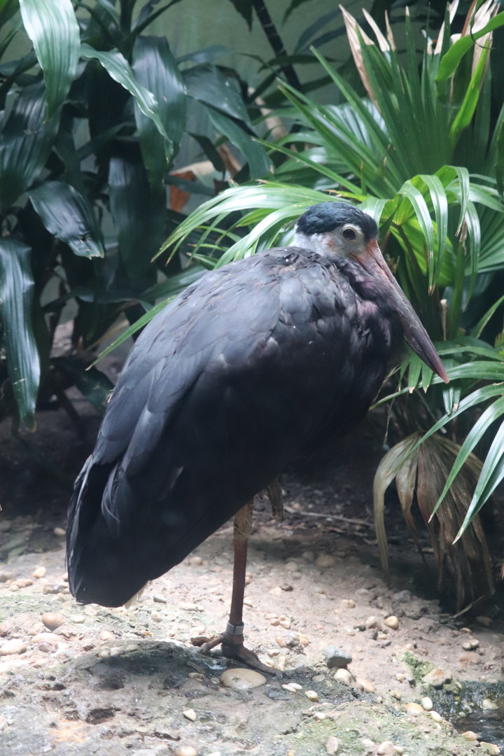 Aquatic Bird House - Storm's Stork