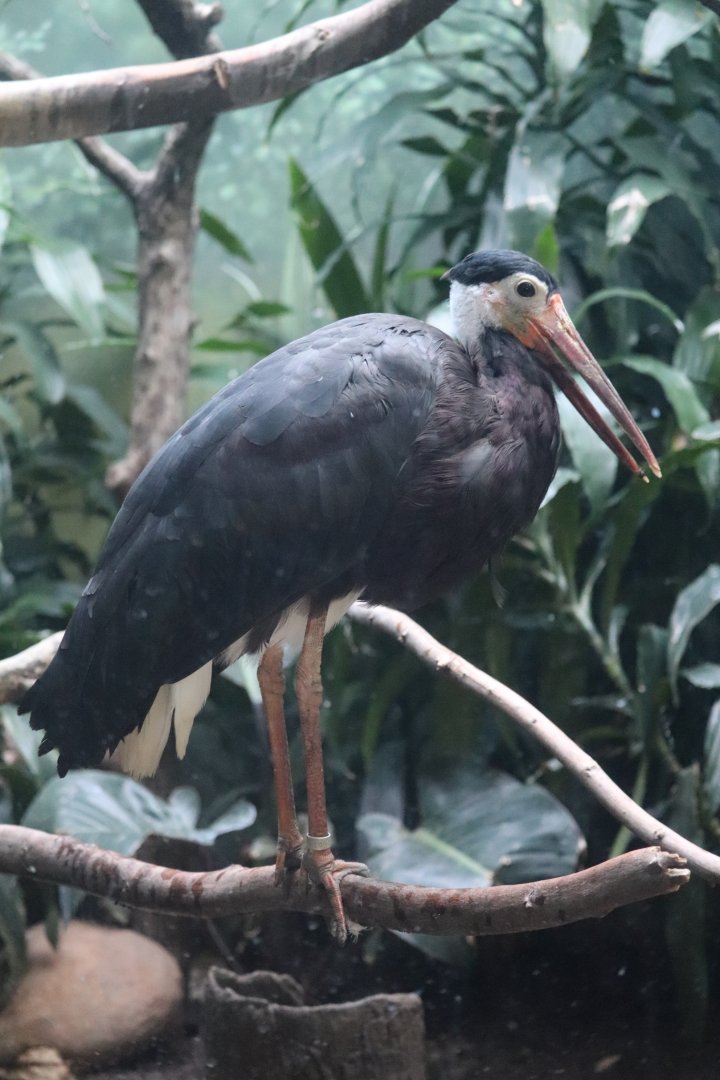 Aquatic Bird House - Storm's Stork