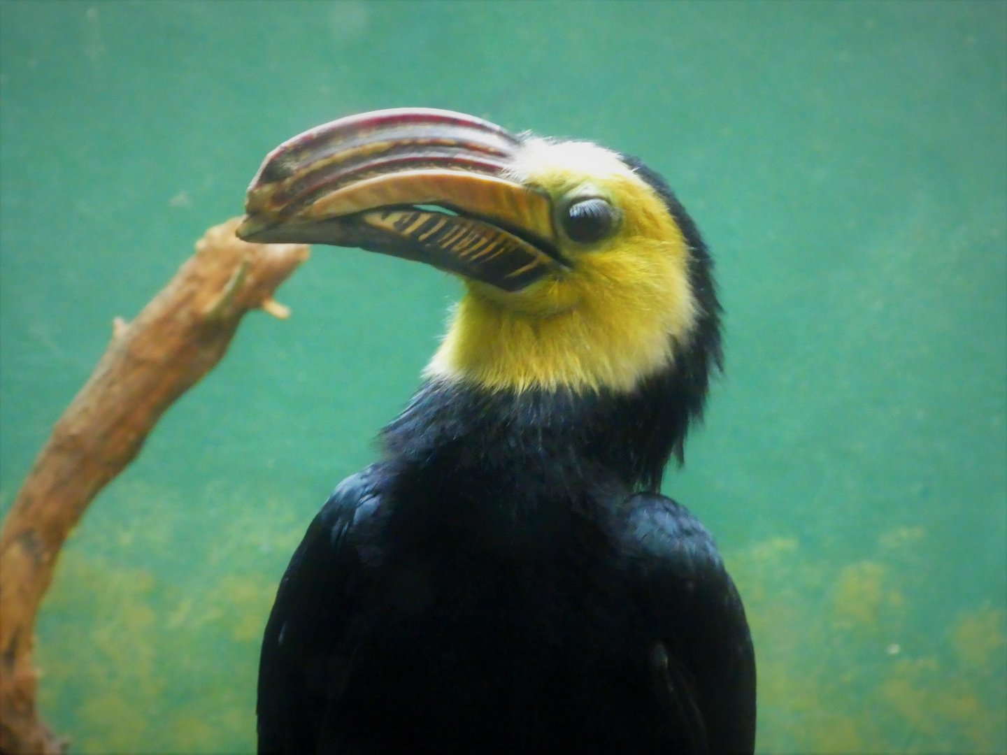 Aquatic Bird House - Sulawesi Hornbill