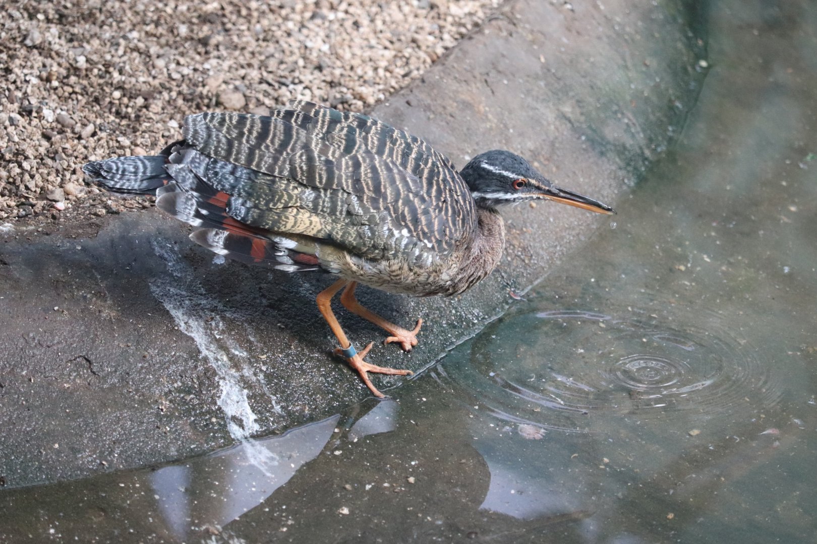 Aquatic Bird House - Sunbittern