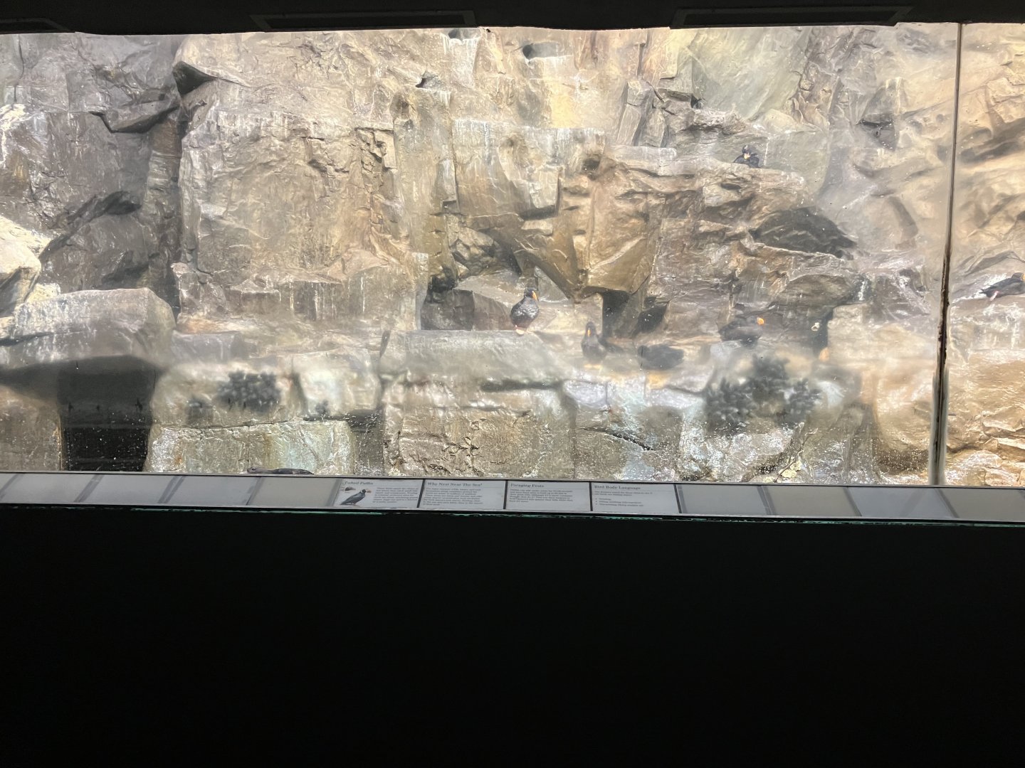 Aquatic Bird House - Tufted Puffin Exhibit