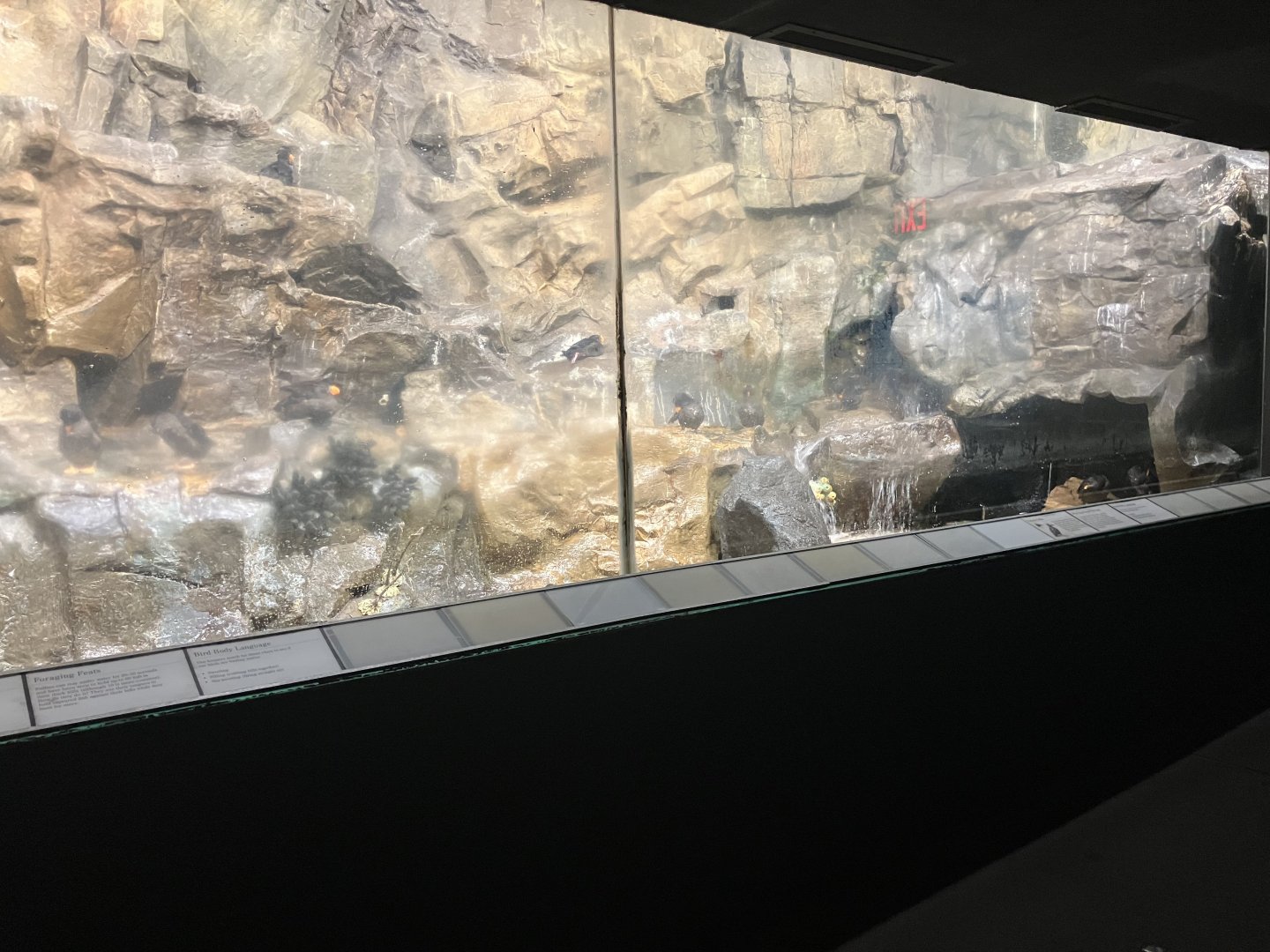 Aquatic Bird House - Tufted Puffin Exhibit