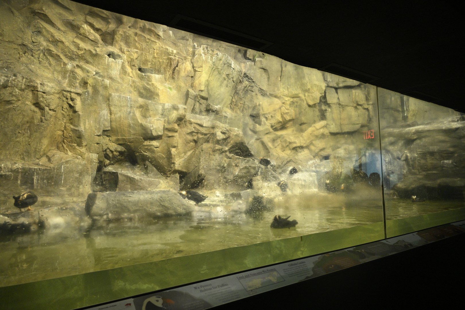 Aquatic Bird House - Tufted Puffin (Fratercula cirrhata)