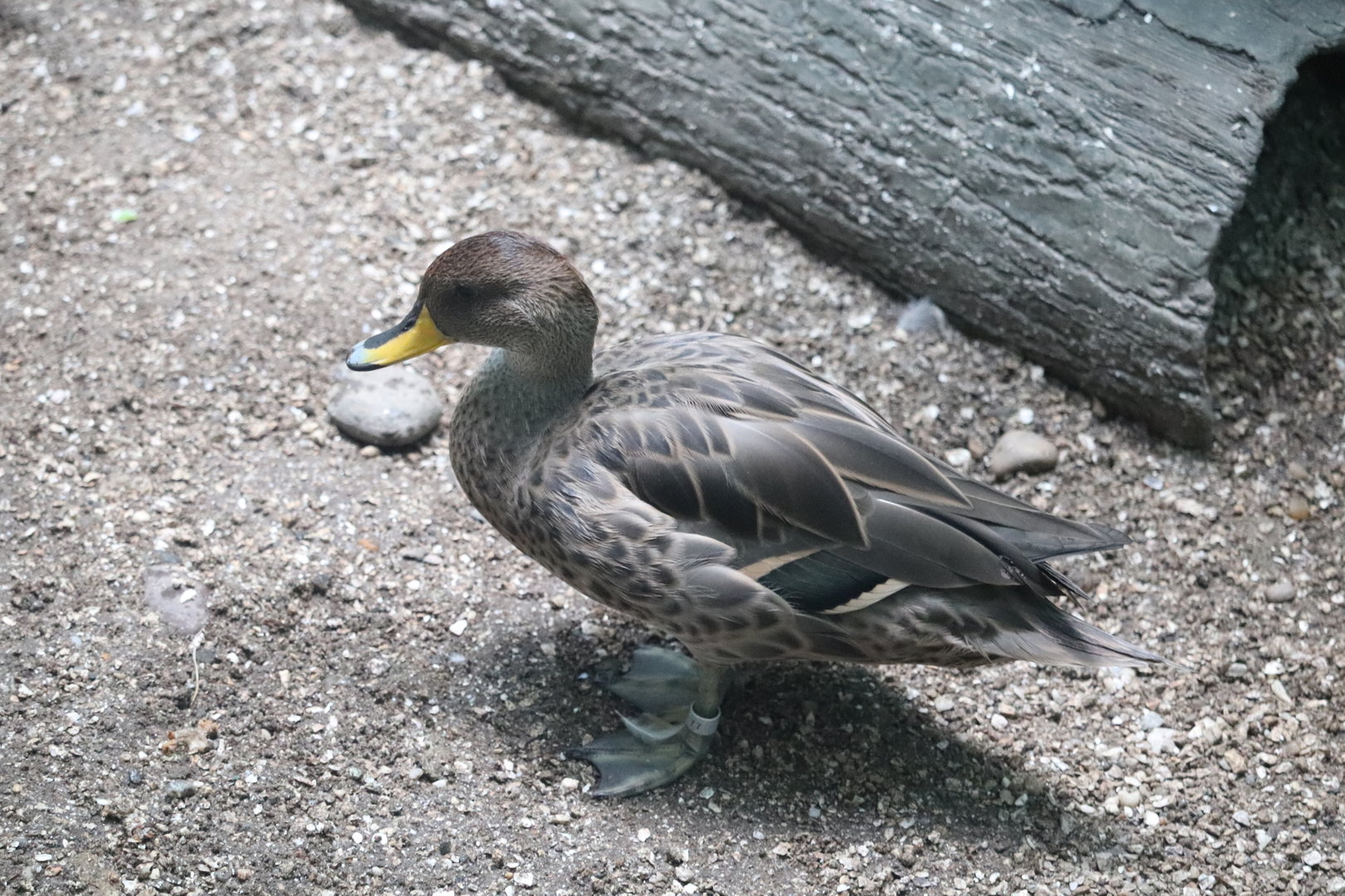 Aquatic Bird House - Yellow-Billed Pintail