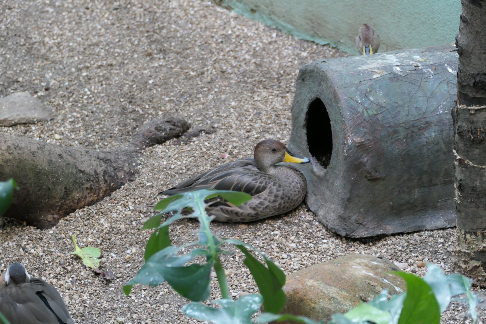 Aquatic Bird House - Yellow-billed Pintail