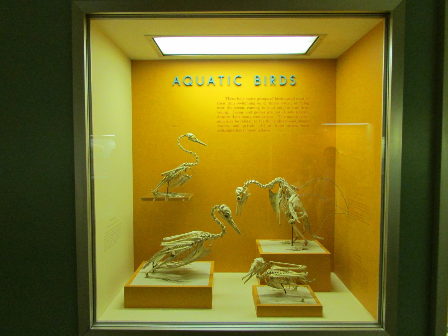 Aquatic Bird Skeletons