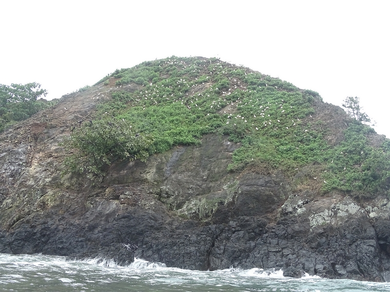 Aquatic birds breeding colonies