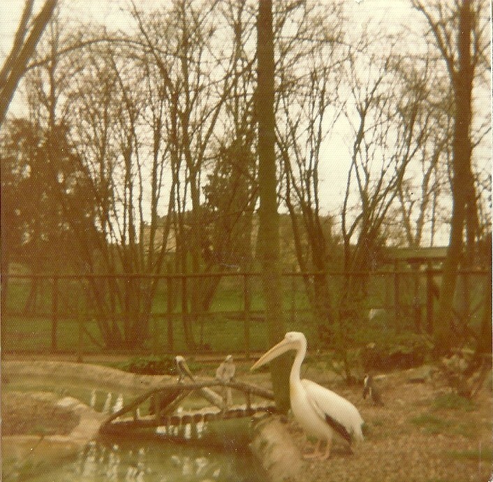 Aquatic Birds exhibit 1976