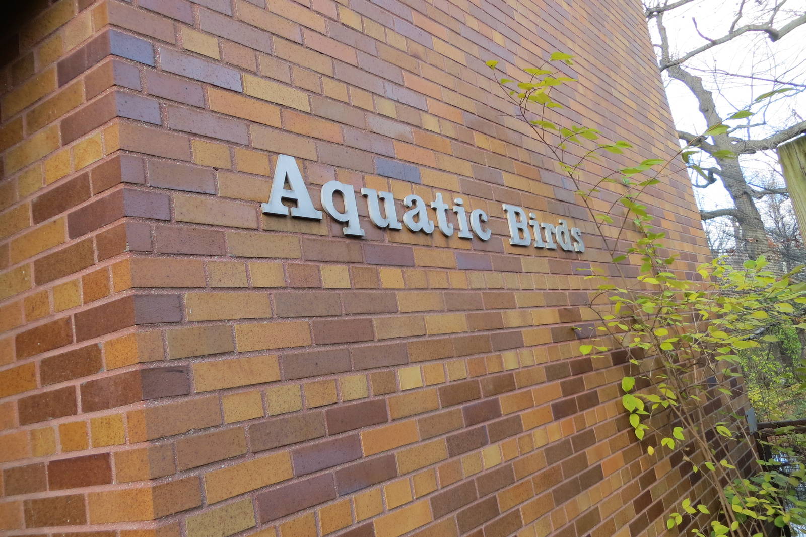 Aquatic Birds House 031215