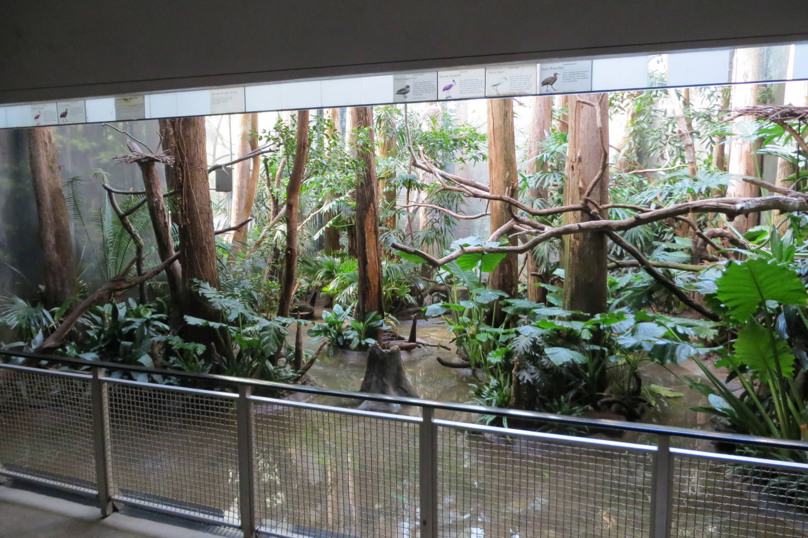 Aquatic Birds House 031215