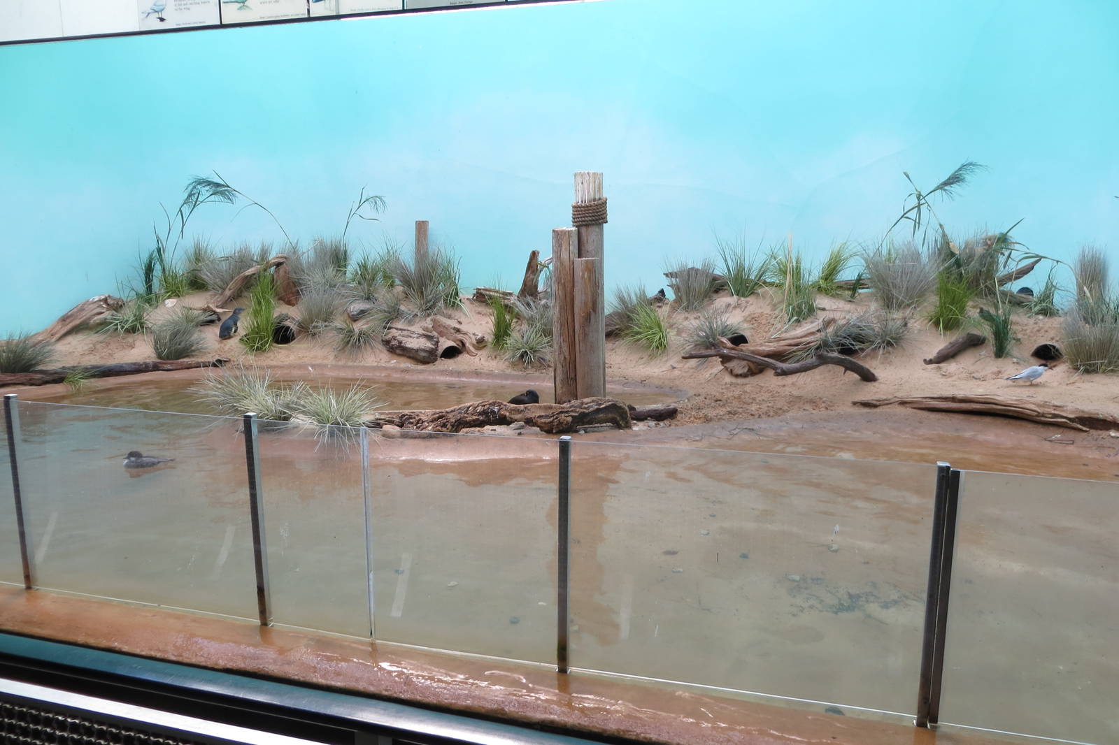 Aquatic Birds House 031215