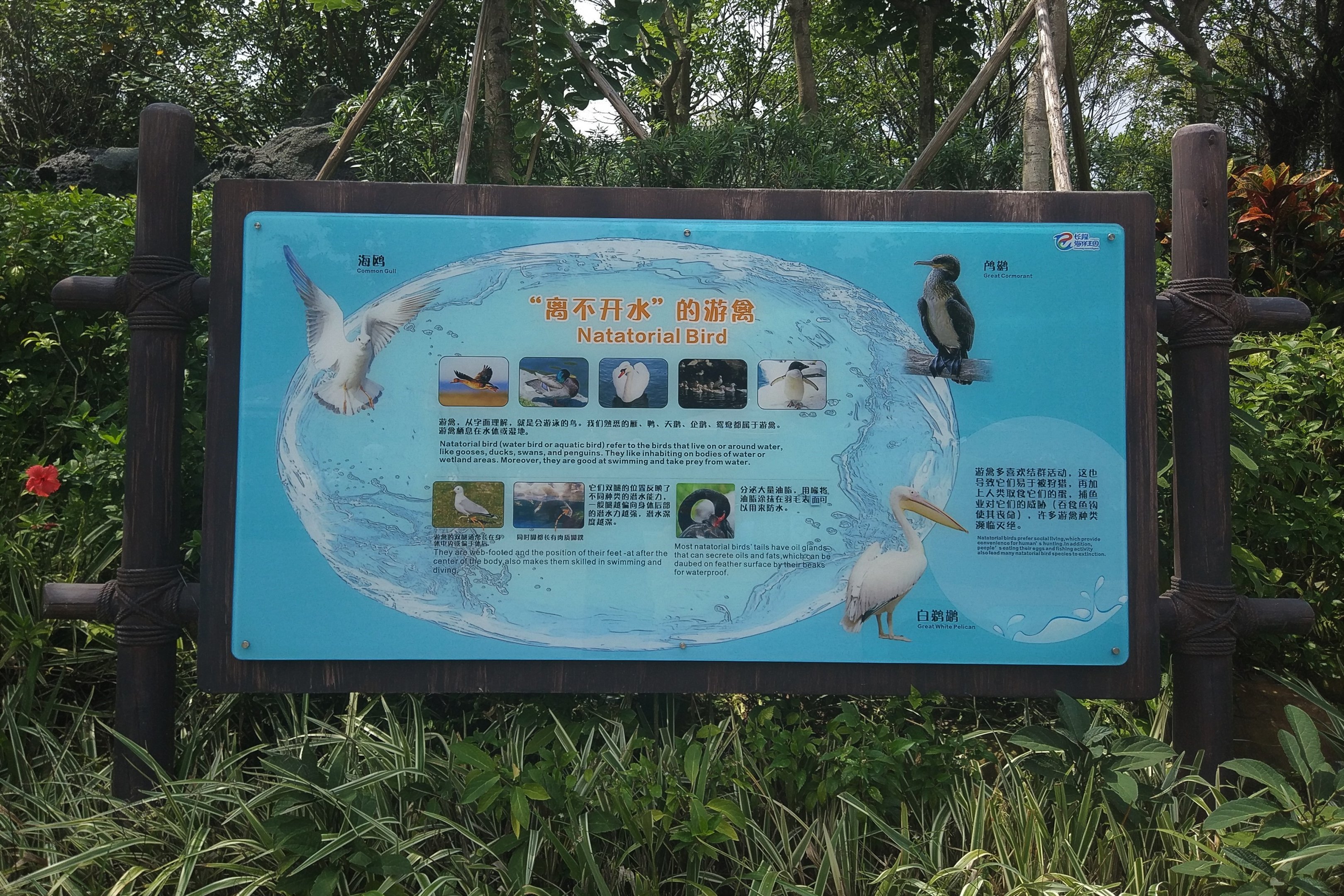 Aquatic Birds Signage