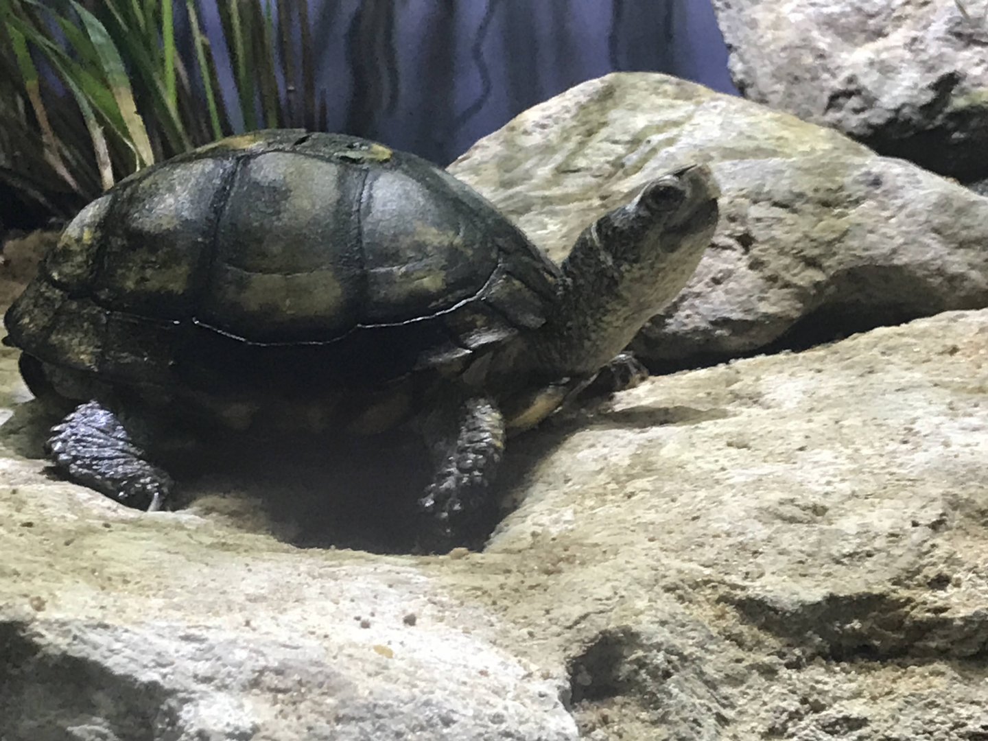 Aquatic Box Turtle