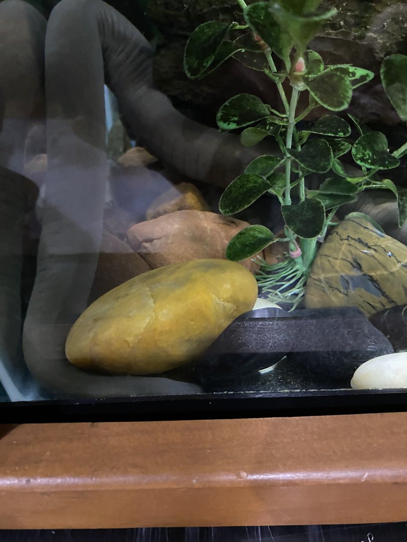 Aquatic Caecilian 7-11-2023
