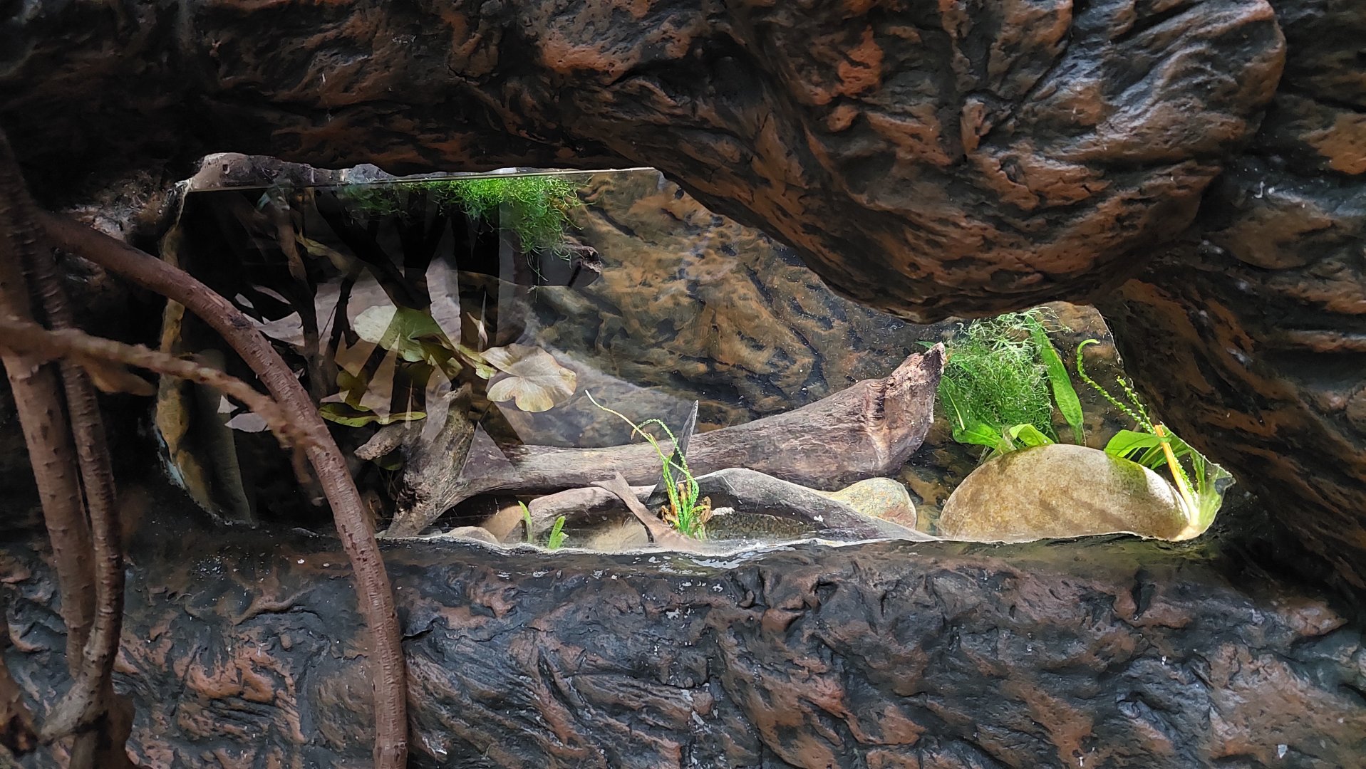 Aquatic Caecilian Tank- Flooded Forest