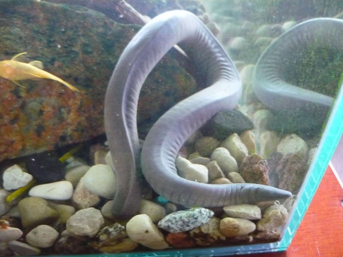 Aquatic caecilian, Typhlonectes natans