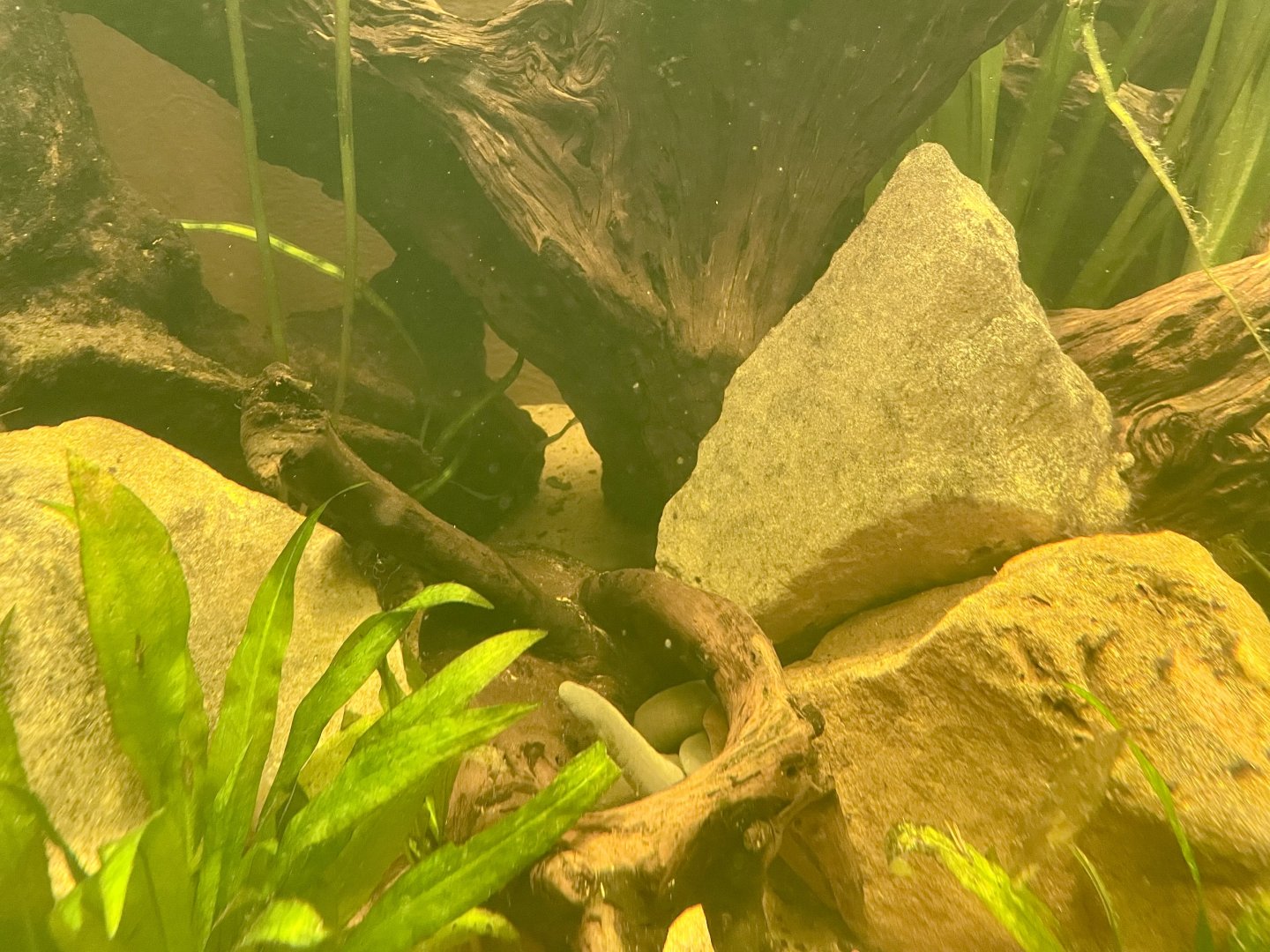 Aquatic Caecilian, Typhlonectes natans