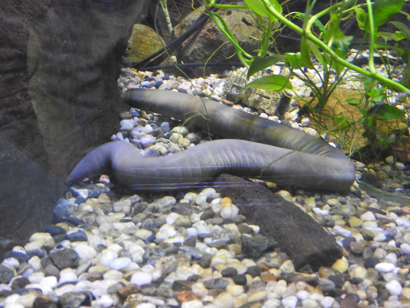 Aquatic Caecilian