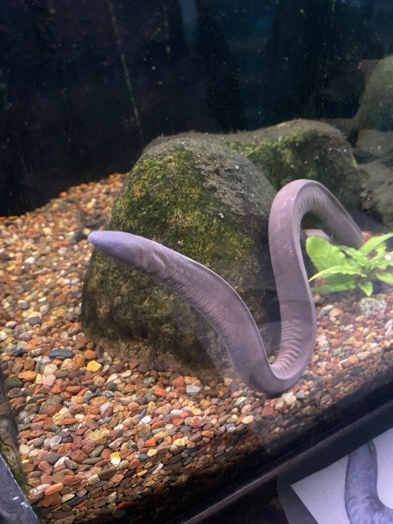 Aquatic Caecilian