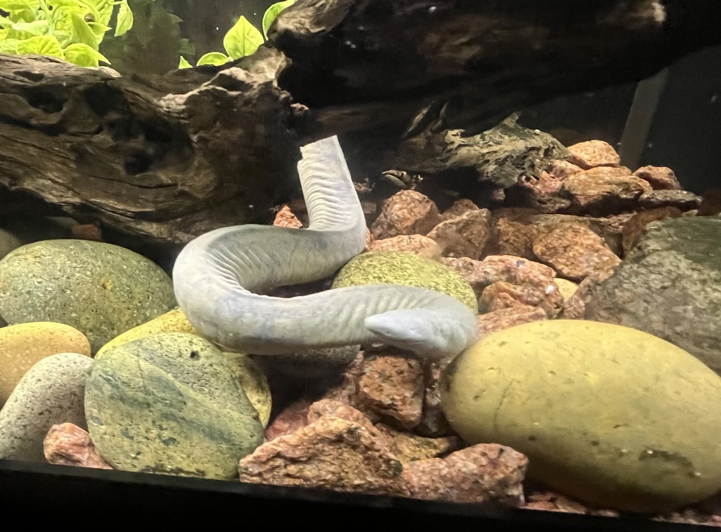 Aquatic Caecilian