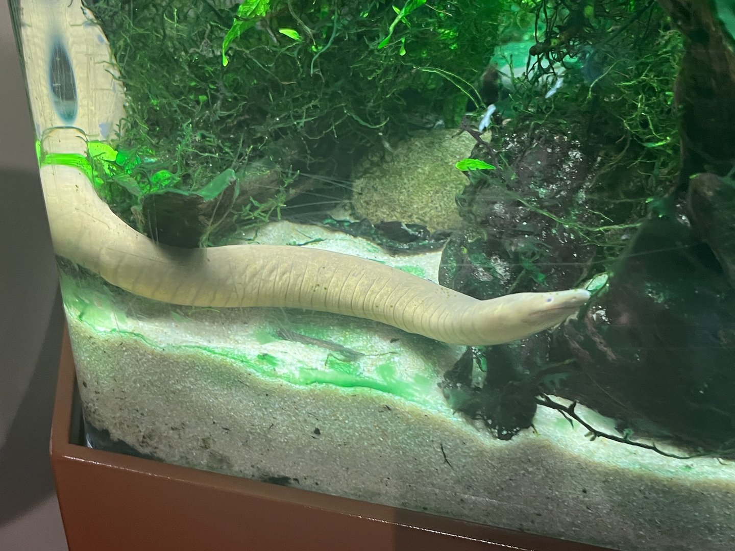 Aquatic Caecilian