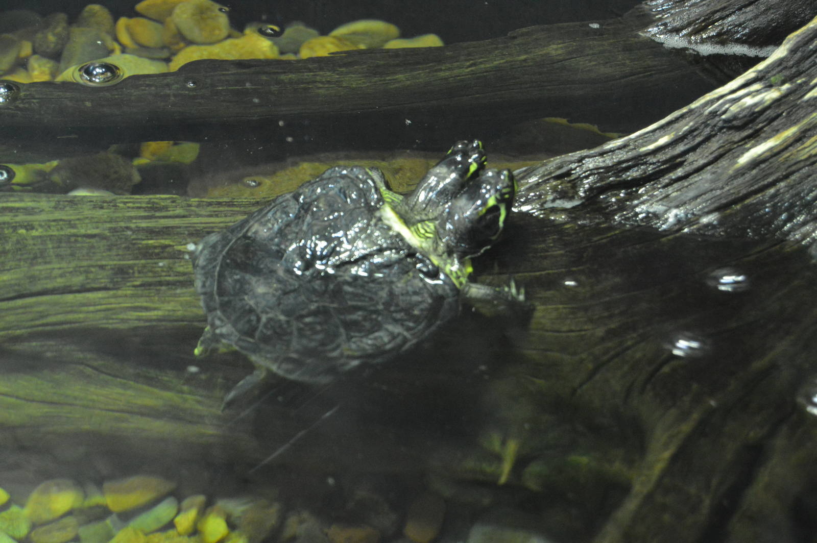 Aquatic Discoveries - Two-headed Turtle