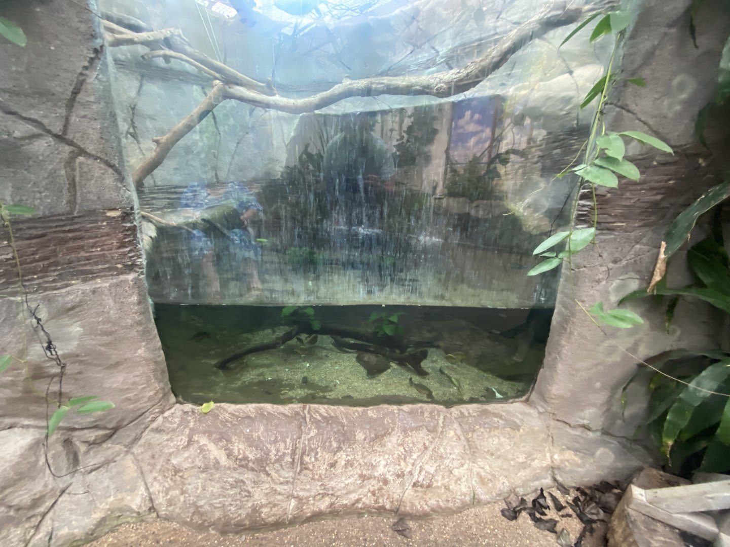 Aquatic exhibit with Green iguana 050924