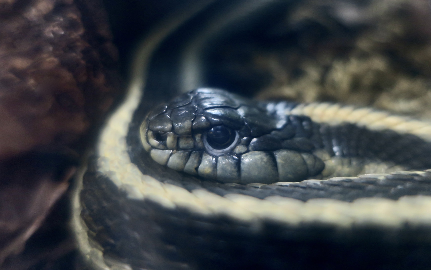 Aquatic Garter Snake (Thamnophis atratus) "Ribbon"