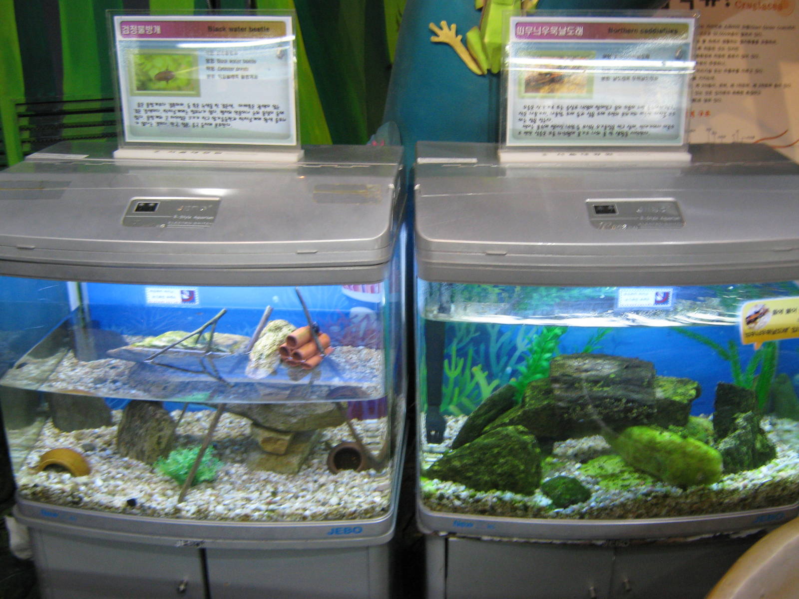aquatic insect tanks in the Insectarium