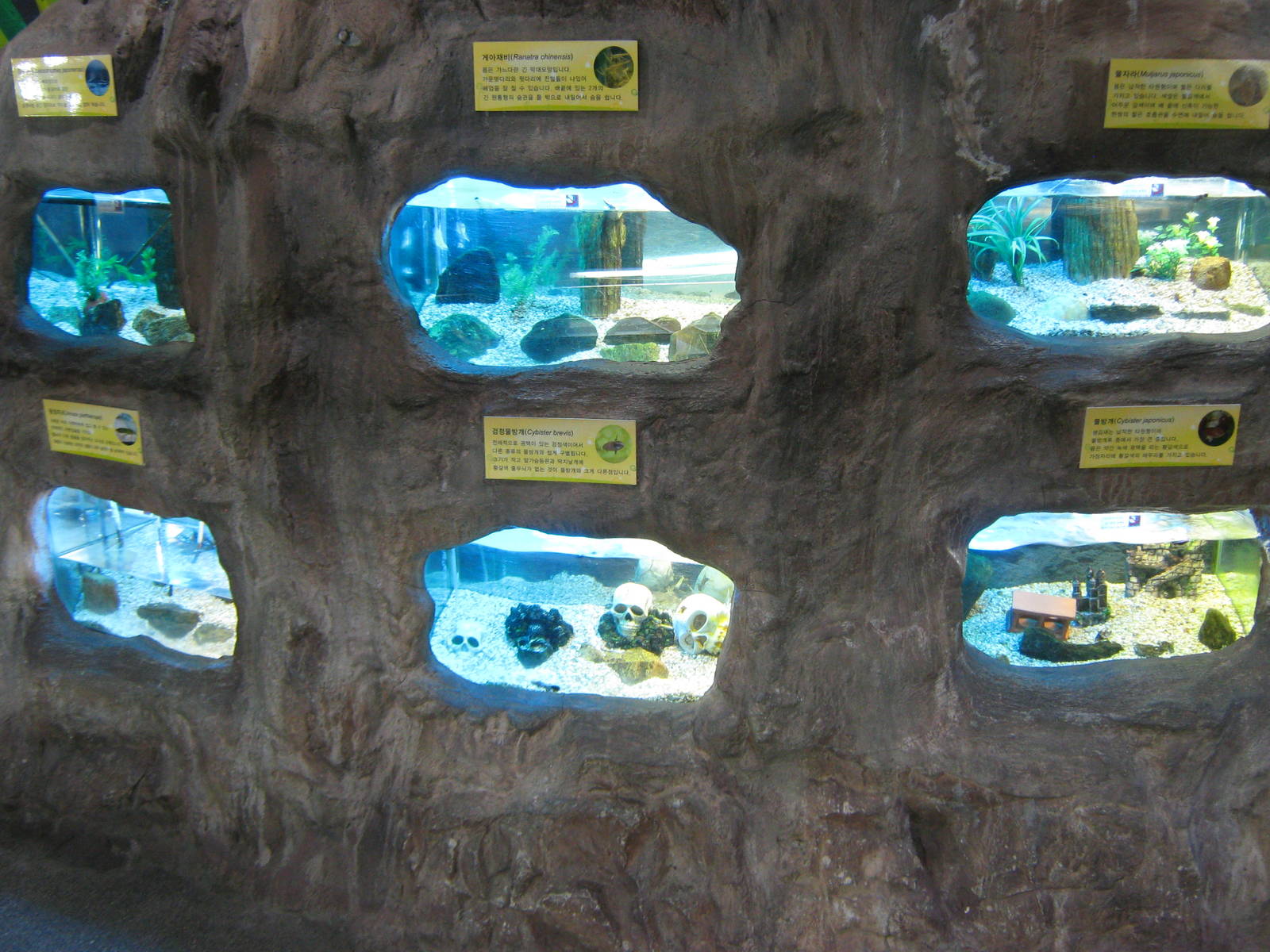 aquatic insect tanks in the Insectarium