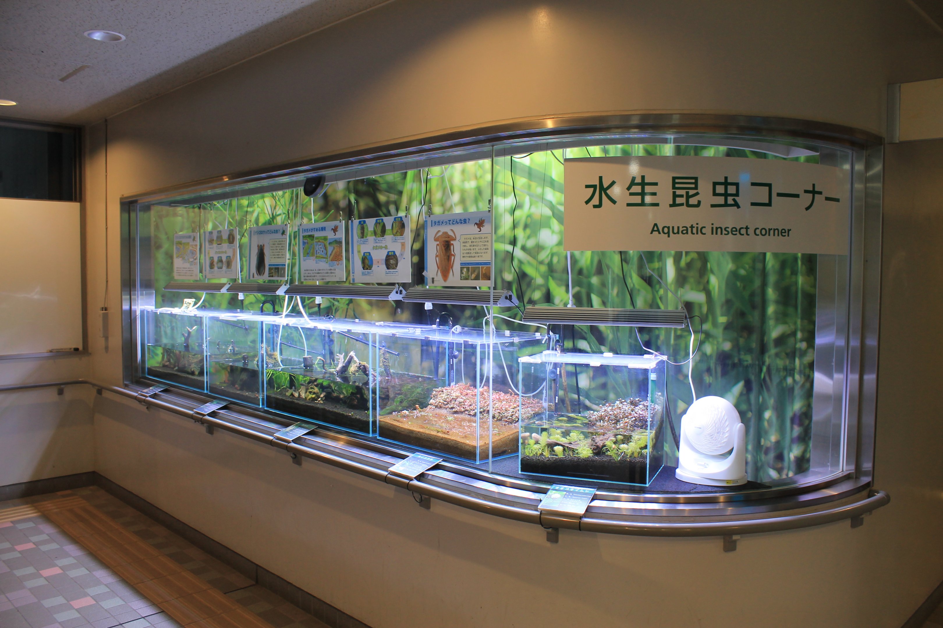 Aquatic Insect tanks - Insectarium