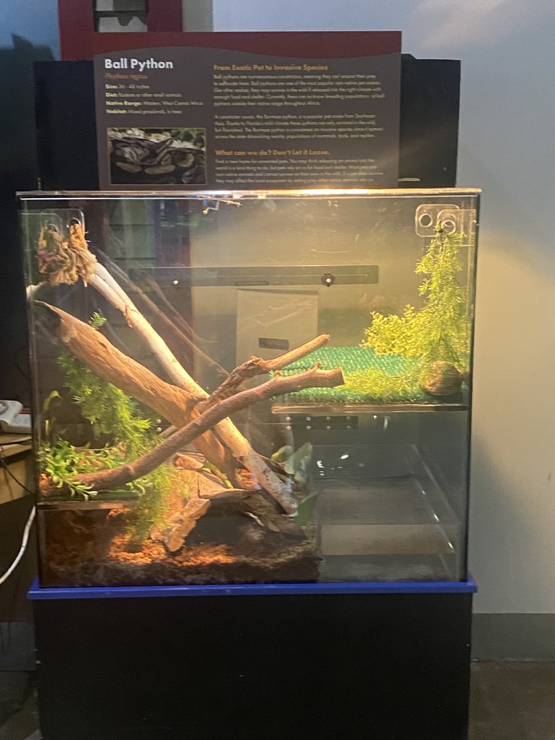 Aquatic Invaders - Ball Python Terrarium