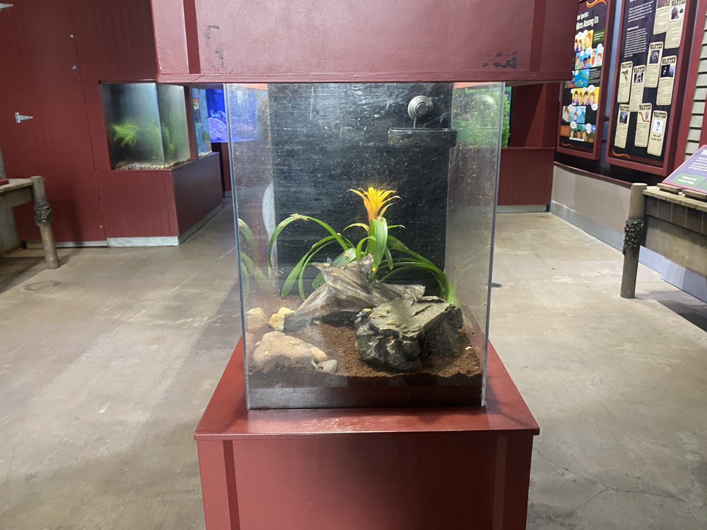 Aquatic Invaders - Cuban Treefrog Terrarium