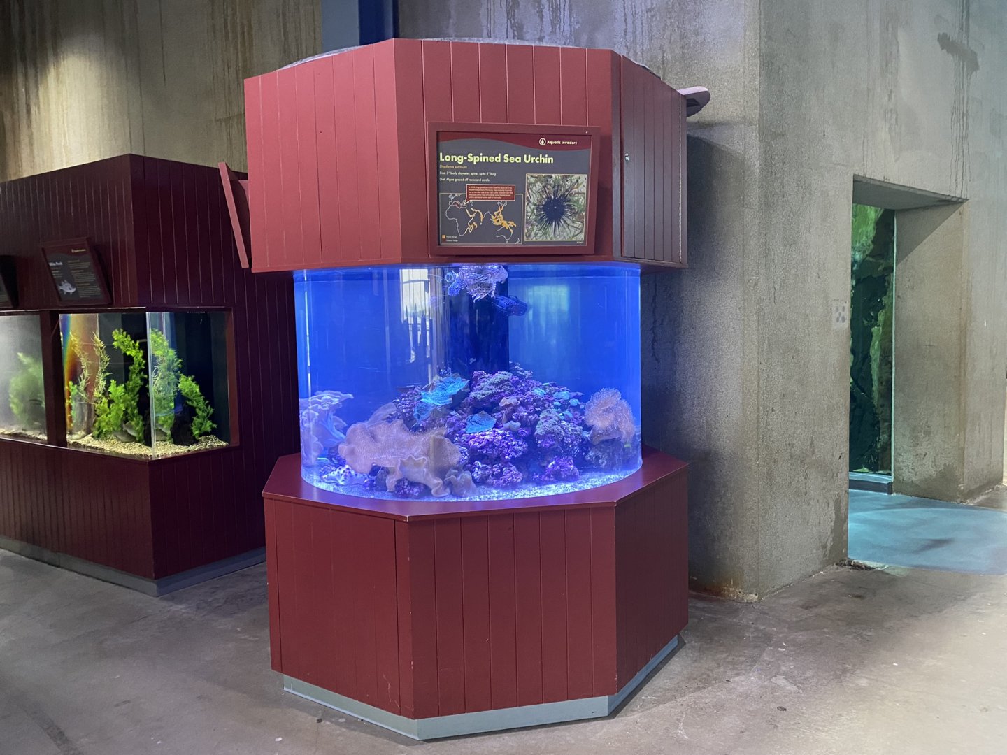 Aquatic Invaders - Red Lionfish/Long-Spined Sea Urchin Tank