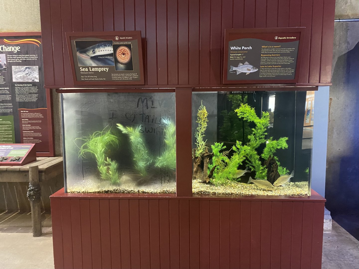 Aquatic Invaders - Sea Lamprey + White Perch Tanks