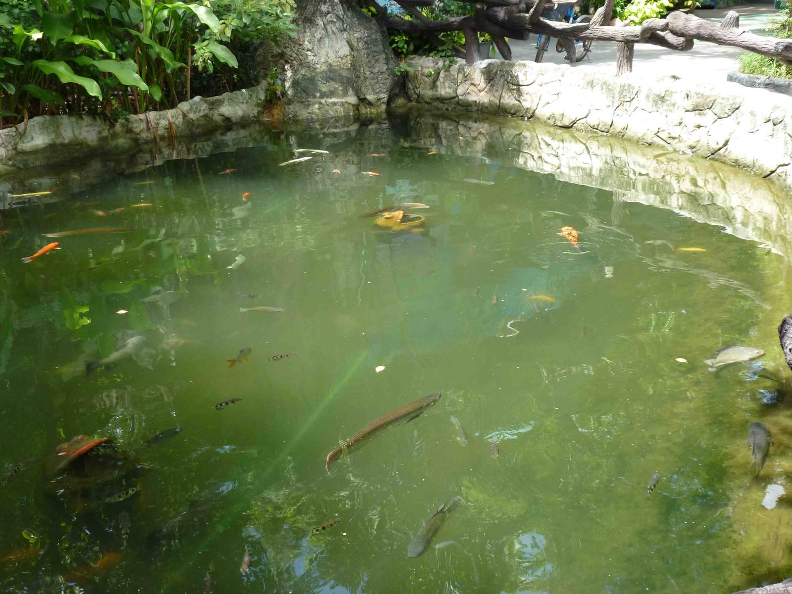 Aquatic life in the serow moat, July 2013.