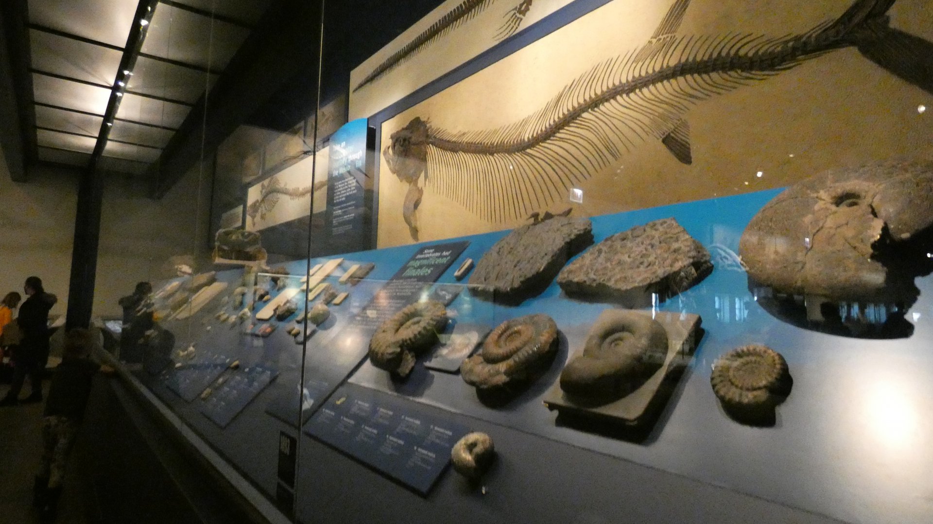 Aquatic Life of the Mesozoic, Evolving Planet - Feb. 2022