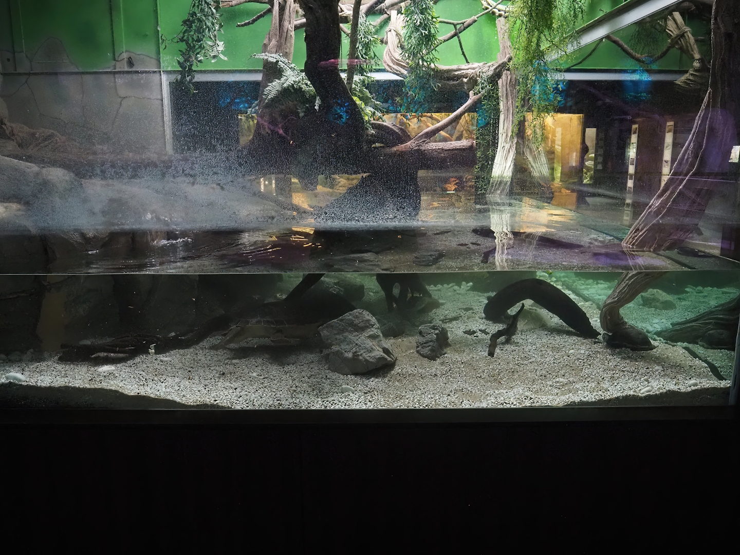 Aquatic lizard and turtle exhibit pond, now with lower water level, added substrate and Dolphin cichlids, 2025-11-30