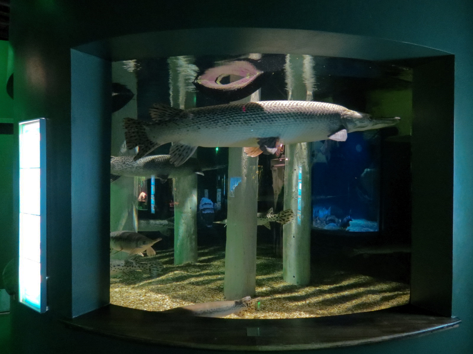 Aquatic Oklahoma - Alligator Gar and Others Exhibit