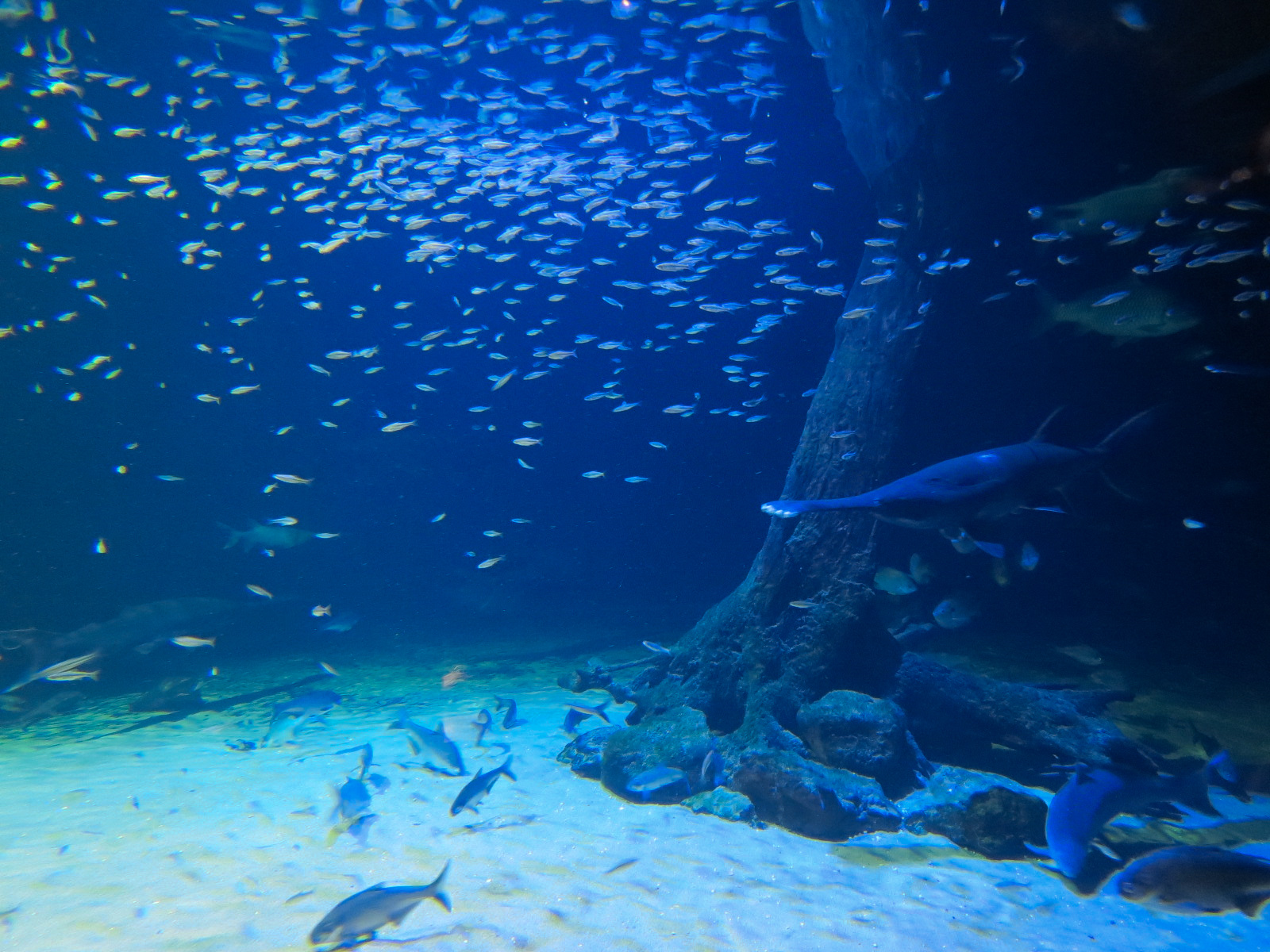 Aquatic Oklahoma - Blue Sucker and Others Exhibit