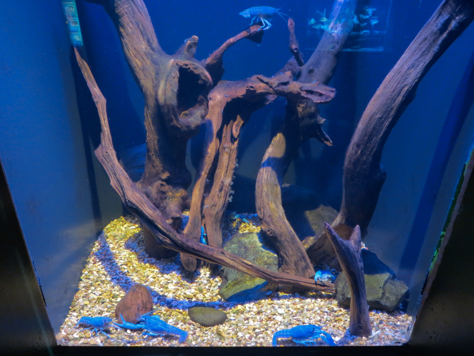 Aquatic Oklahoma - Electric Blue Crawfish Exhibit