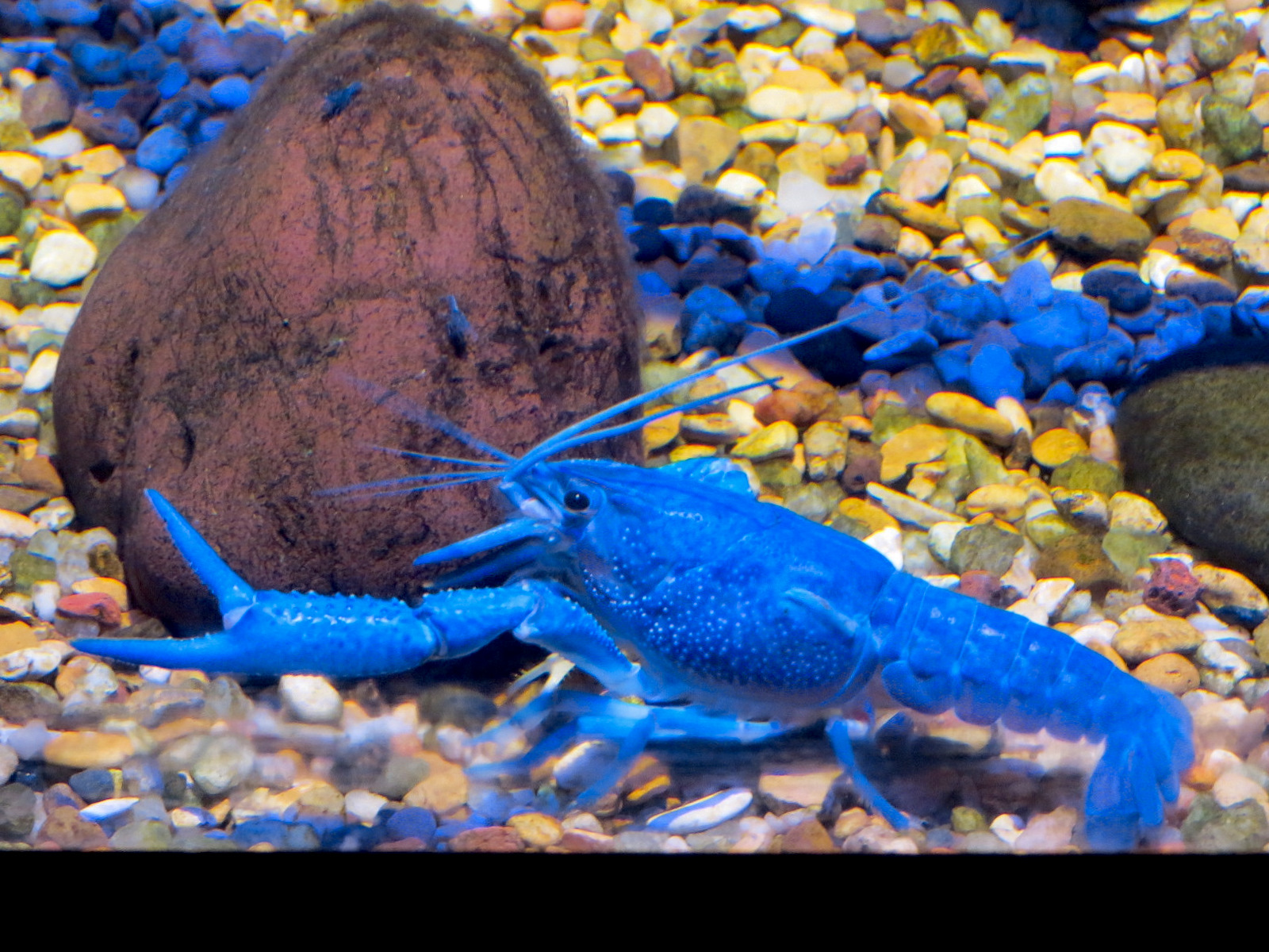 Aquatic Oklahoma - Electric Blue Crawfish Exhibit