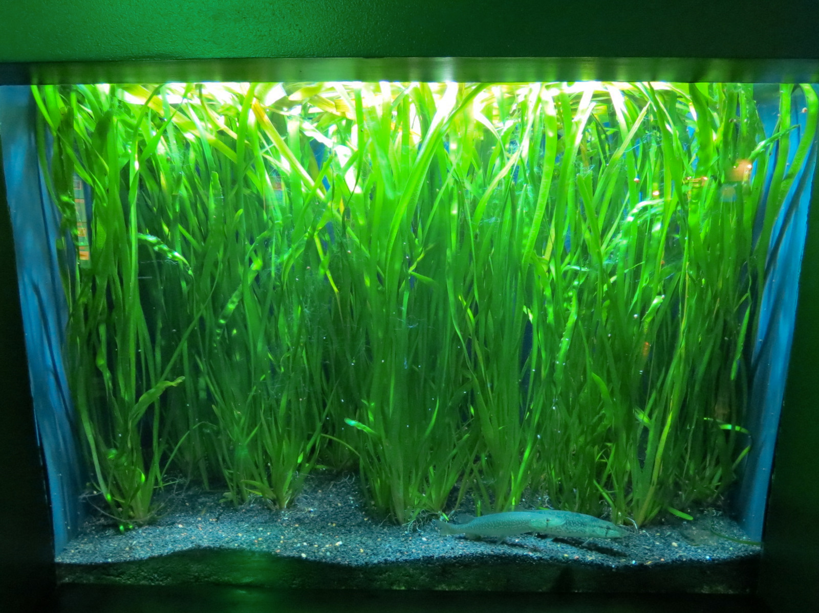 Aquatic Oklahoma - Grass Pickerel Exhibit