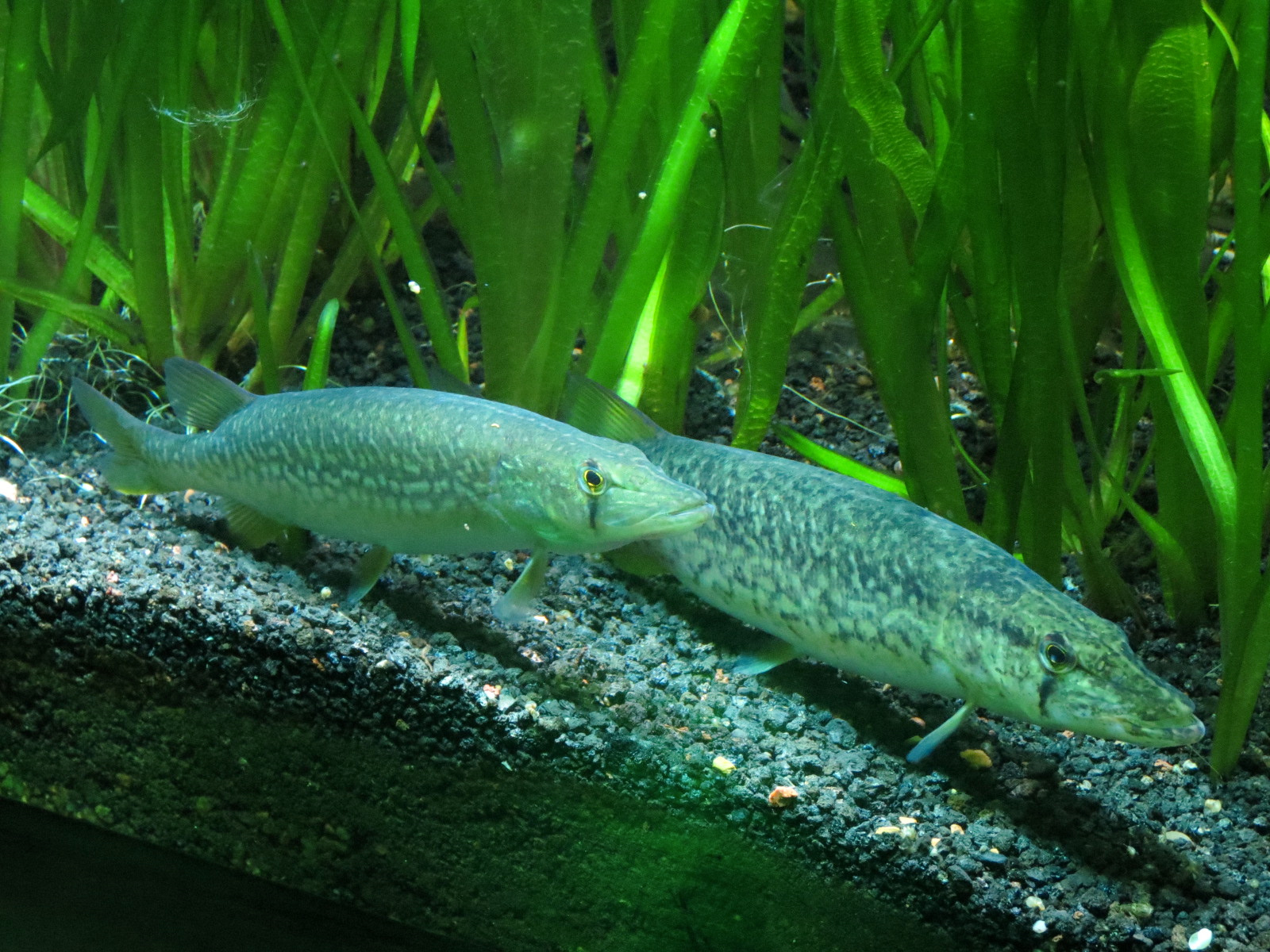Aquatic Oklahoma - Grass Pickerel Exhibit