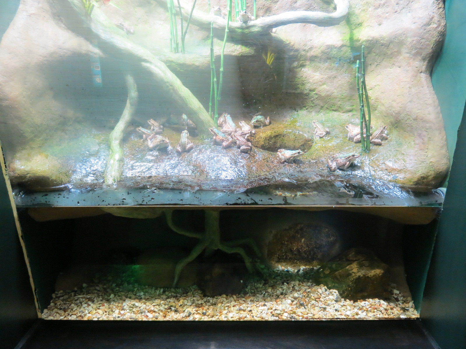 Aquatic Oklahoma - Leopard Frog Exhibit